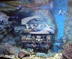 亚克力鱼缸爆裂是什么问题呢？    